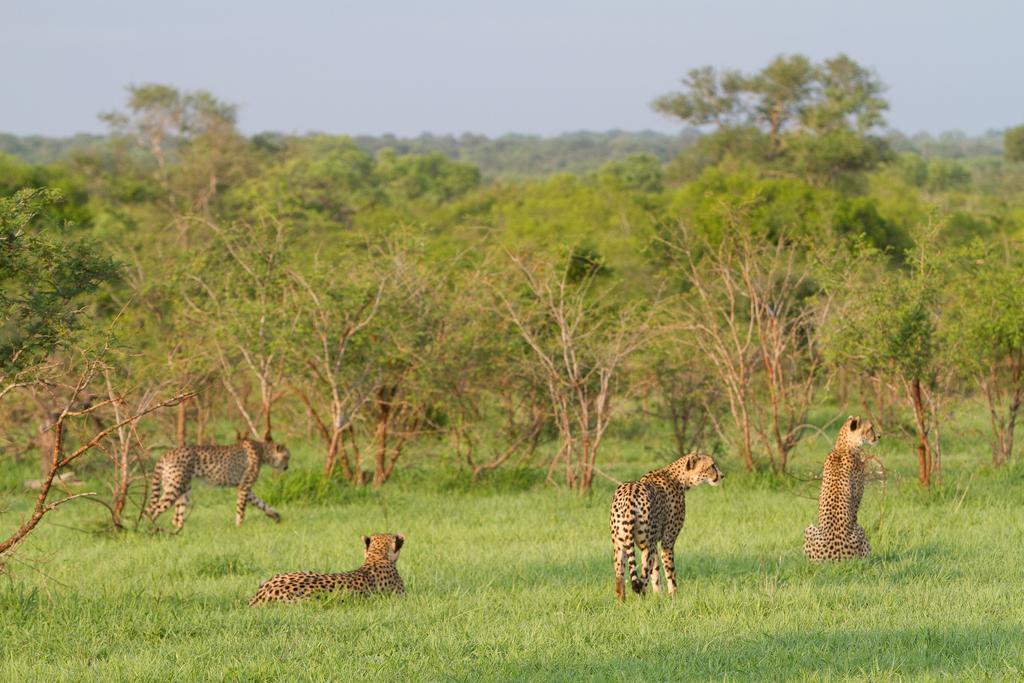 Ndzhaka Tented Camp Manyeleti Game Reserve Exterior photo