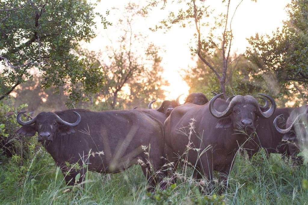 Ndzhaka Tented Camp Manyeleti Game Reserve Exterior photo